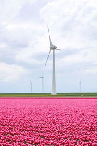 Pink tulips blooming and windmills in the background