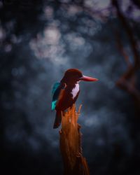 Close-up of bird perching on a tree