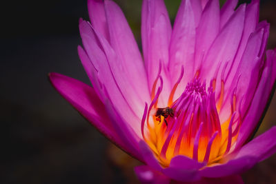 Close-up of bee pollinating on purple flower