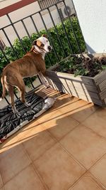 Dog sitting on floor against plants