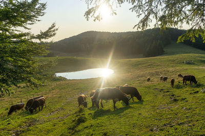 Horses on field