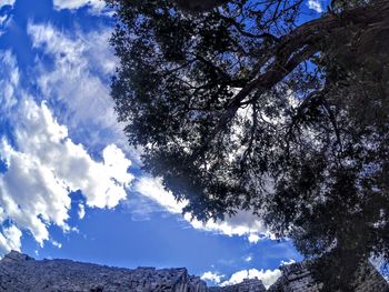 Low angle view of trees against sky