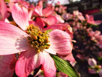 Close-up of pink flower