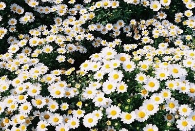 Full frame shot of white daisy flowers