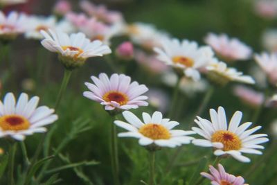 Close-up of white flowers blooming outdoors