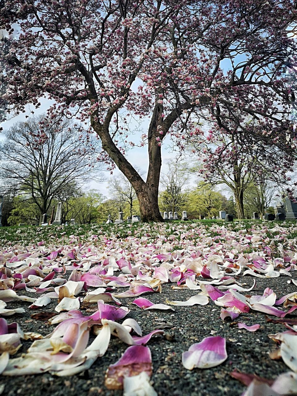 CLOSE-UP OF CHERRY BLOSSOM FLOWERS IN PARK