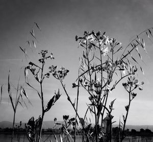 Plants growing against sky