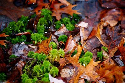 High angle view of maple leaves on plant