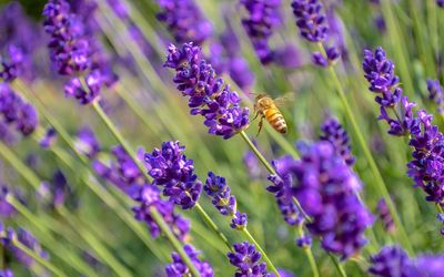 Close-up of bee on lavender flowers