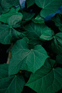 Full frame shot of leaves