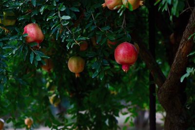 Close-up of cherries on tree