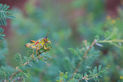 Close-up of insect on plant