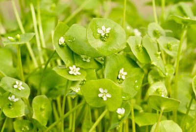 Close-up of water drops on plant