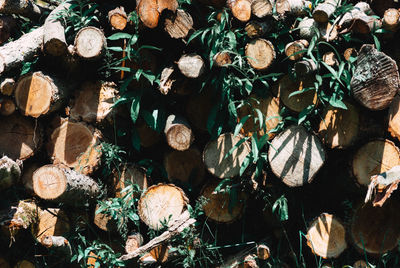 Full frame shot of logs