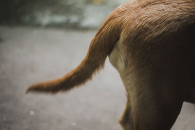 Close-up of a horse