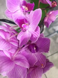 Close-up of flowers blooming outdoors
