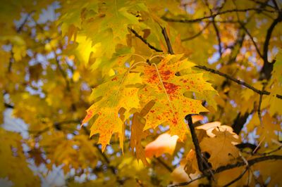 Close-up of leaves on branch