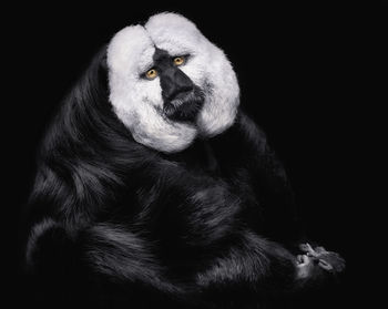 White faced saki monkey against black background