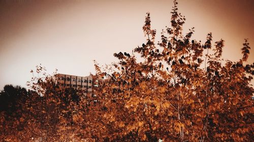 Low angle view of plants against clear sky