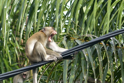 A monkey scream to others for warning sign