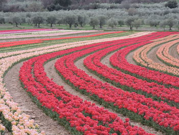 Scenic view of red flower field