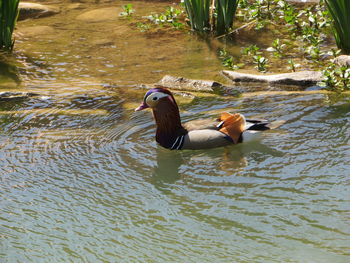 Side view of a duck swimming in lake