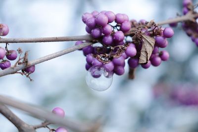 Close-up of fresh pink flowers on branch