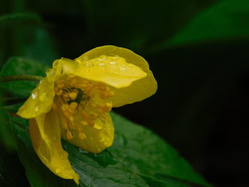 Close-up of yellow flower