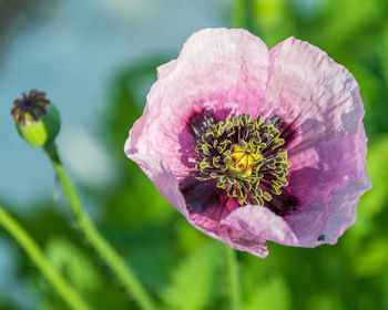 Close-up of pink flower