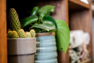 Close-up of succulent plant