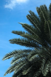 Low angle view of palm tree against blue sky