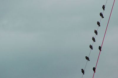 Low angle view of birds perching on cable against sky