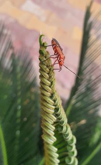 Close-up of insect on plant