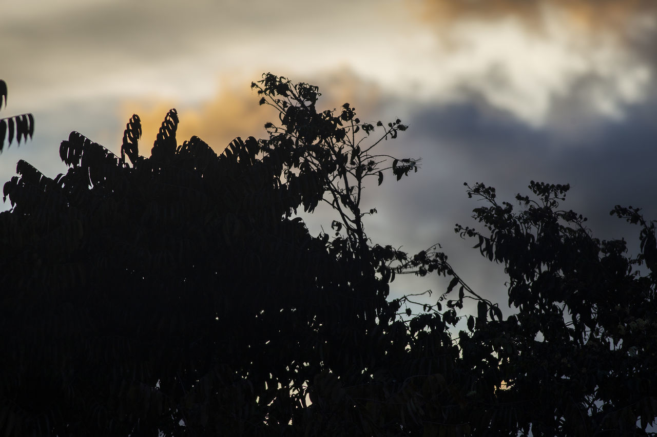 LOW ANGLE VIEW OF SILHOUETTE PLANTS AGAINST SKY AT SUNSET