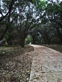 Footpath amidst trees