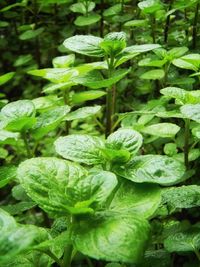 Full frame shot of green plants