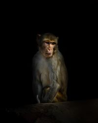 Monkey looking away while sitting against black background