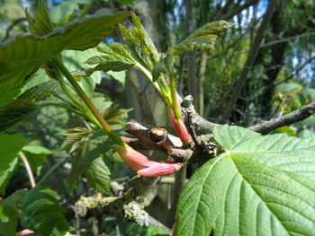 Close-up of insect on plant