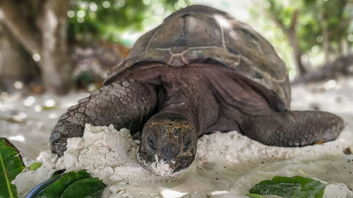 Close-up of turtle on pebbles