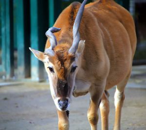 Close-up of a horse