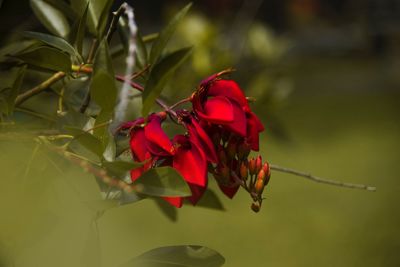 Close-up of red rose on plant