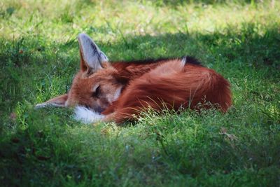 Fox sleeping on grassy field