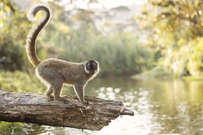 Squirrel standing in a lake