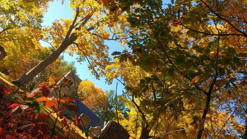 Low angle view of autumn leaves