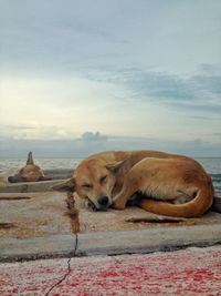 View of a dog sleeping
