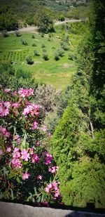 High angle view of pink flowering plants on land