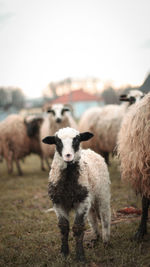 Portrait of sheep standing on field