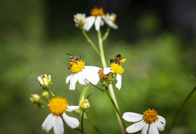 Close-up of butterfly pollinating on yellow flower