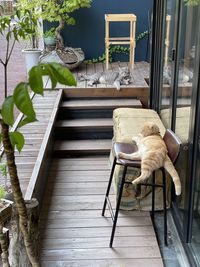 View of an animal on wooden table