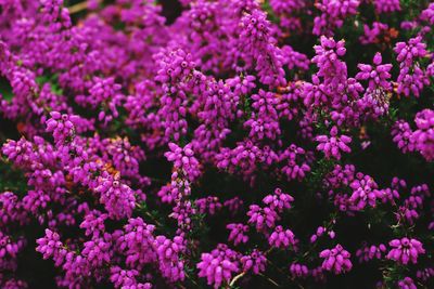 Close-up of pink flowers